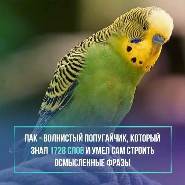 Отрицание к высказыванию любой попугай умеет разговаривать. Волнистый попугай. интересные факты о волнистых попугайчиках. факты о волнистых попугаях. волнистый попугайчик пак.