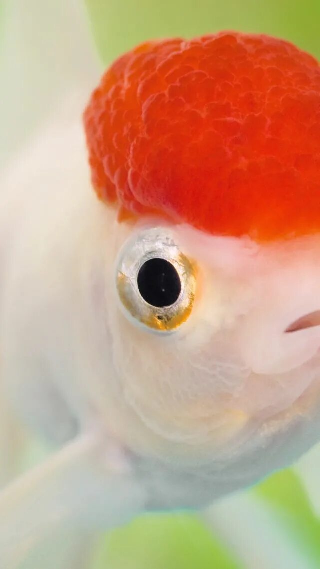 Brain fish. Рыбка. Золотая рыбка. Рыба Золотая рыбка. Рыба Золотая аквариумная с мозгом.
