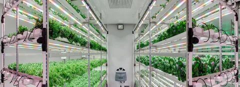 Plant ltd