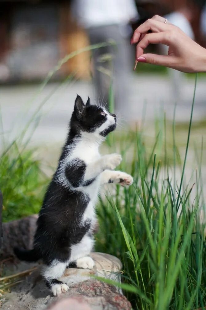 Обучающий кот. Дрессировка кошек. дрессированная кошка. котёнок дрессированный. дрессировка кошачья.