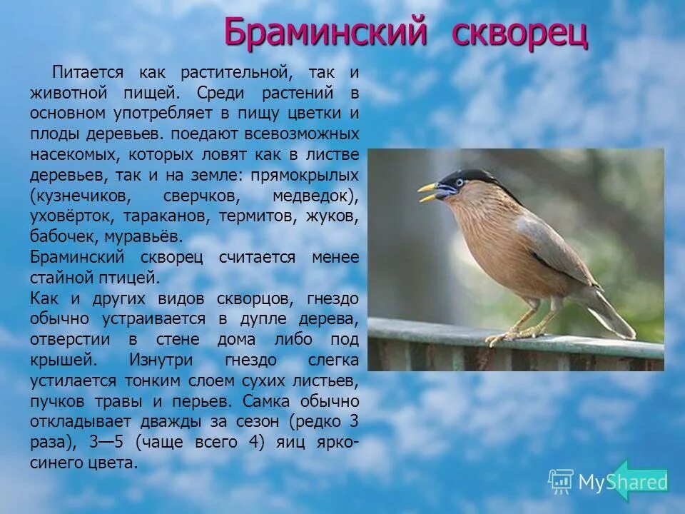 роскар о перелетных птицах. скворцы 2 класс. скворец птица описание. скворцы 2 класс. сведения о скворцах для детей.