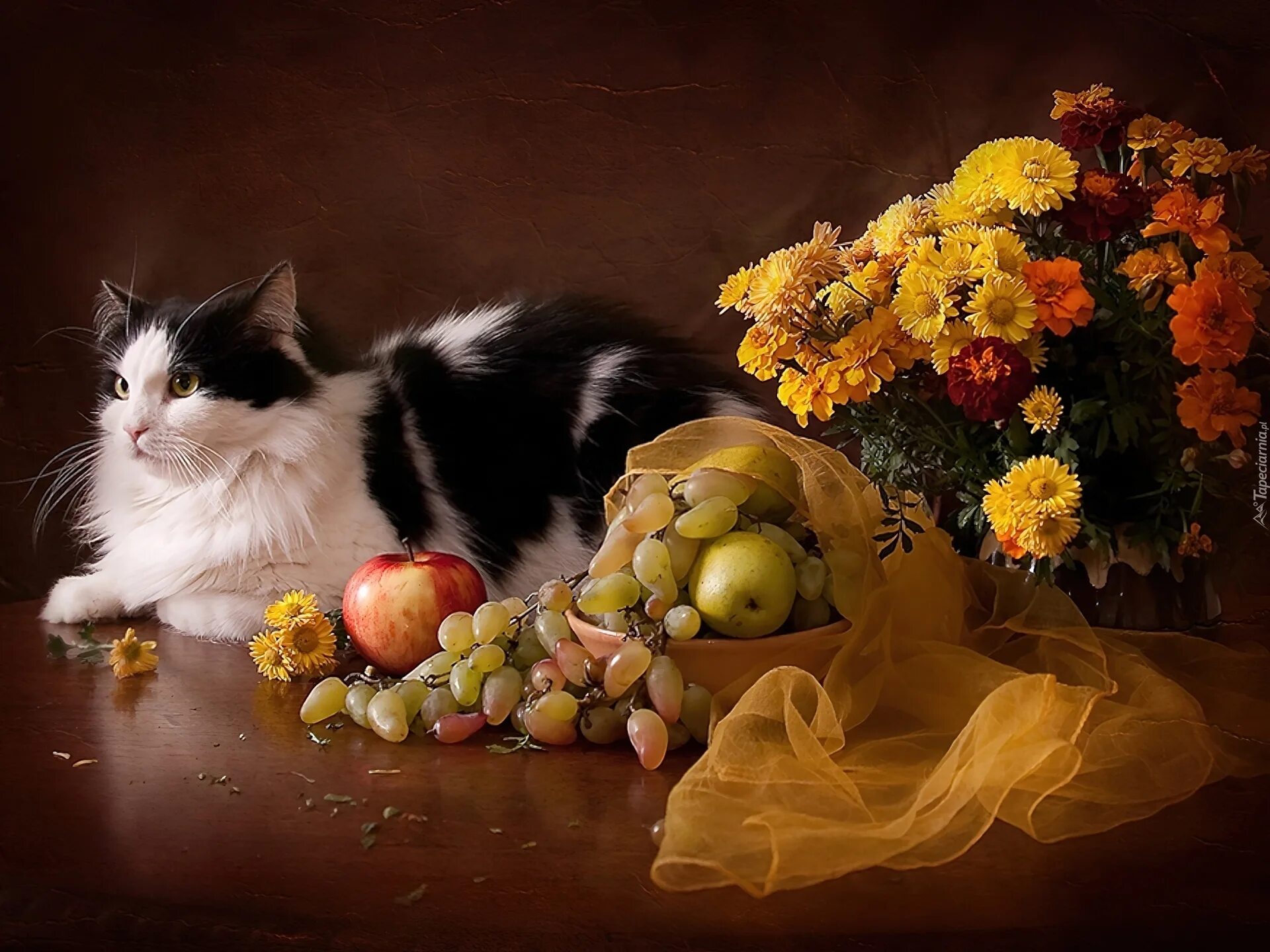 Кошечки собачки праздник урожая. Натюрморт с кошкой. Натюрморты с котиками. Натюрморт с котятами. Осенний натюрморт с кошкой.