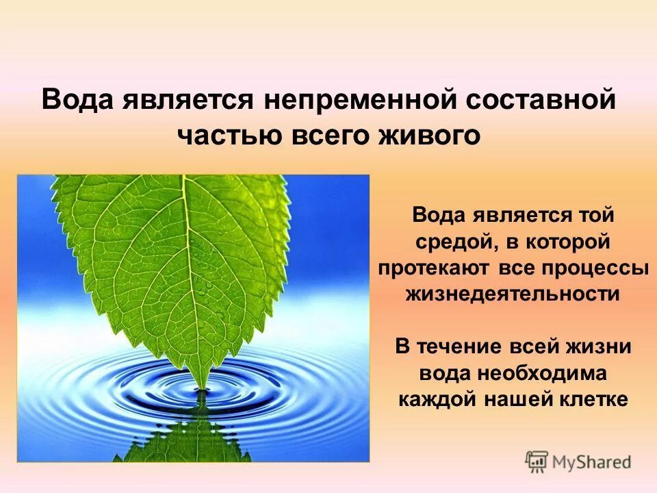 Роль воды в жизни растений. Вода в жизни живых организмов. Вода в жизни растений и животных. Вода в жизни растений презентация.