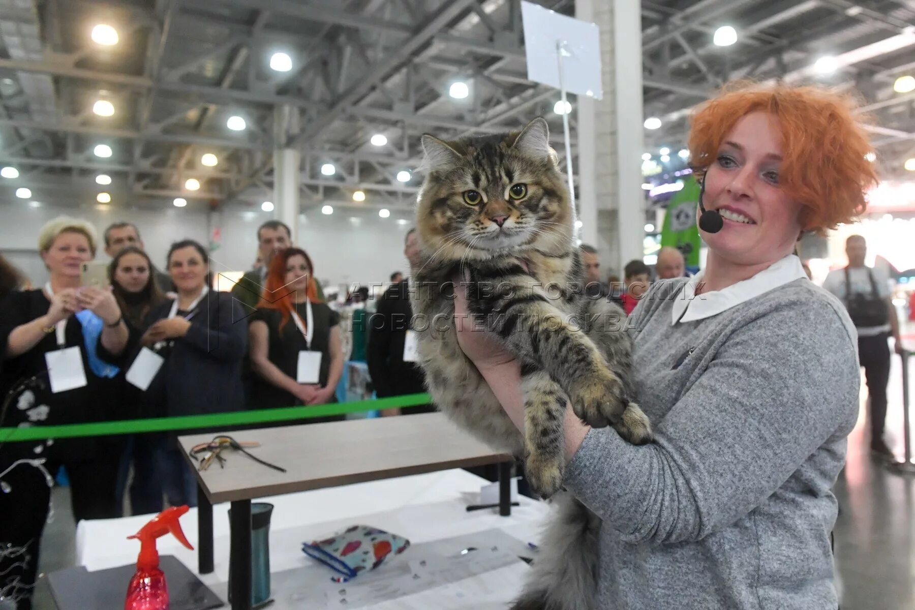 Международная выставка кошек «Winter Cat show». Выставка кошек в Крокусе 2022. Выставка кошек Крокус Сити. Крокус экспо выставка кошек