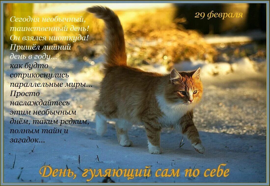 Кот гуляет месяц сколько гуляют коты. Коты зимой. кот гуляет. кошка идет. кот в снегу.