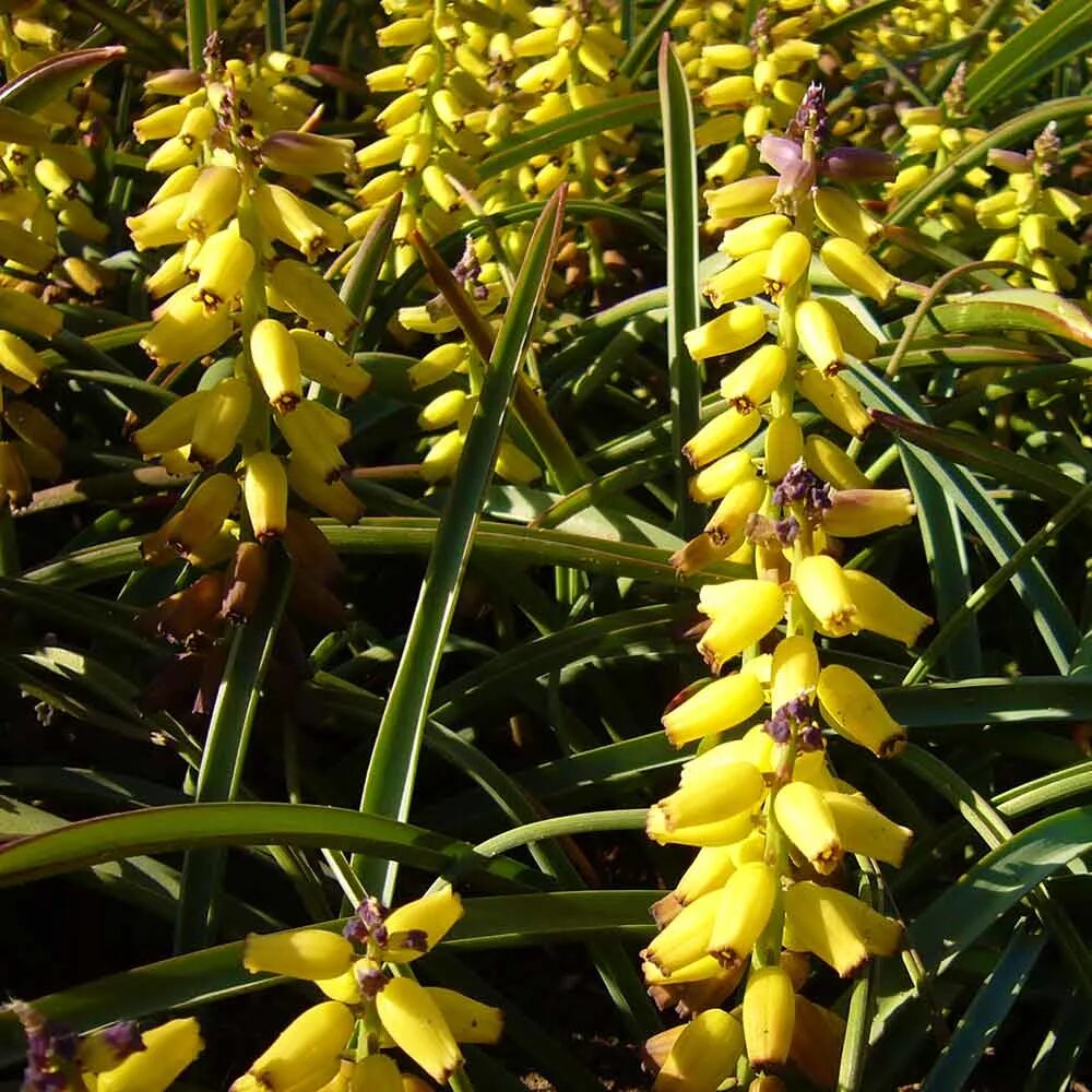 Golden fragrance