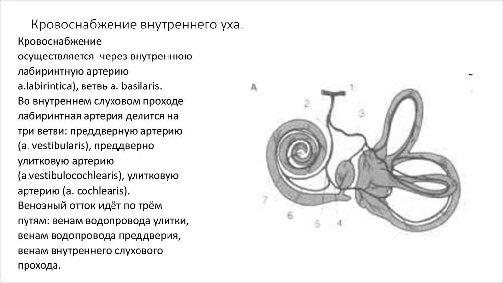 Кровоснабжение улитки внутреннего уха. Кровоснабжение и иннервация внутреннего уха. Внутреннее ухо кровоснабжается ветвями. Кровоснабжение внутреннего уха анатомия. Внутреннее ухо кровообращение