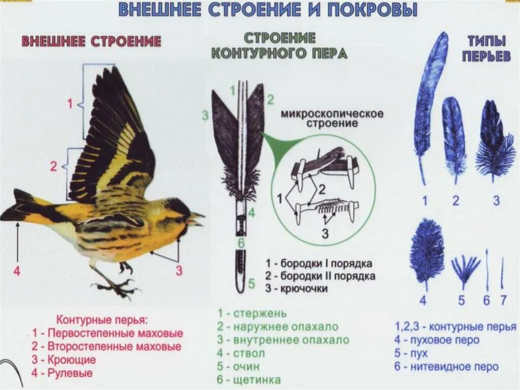 Особенности строения и жизнедеятельности птиц презентация. Строение птицы 7 класс биология. Внешнее строение птицы биология 7 класс. Таблица перьевой Покров птицы биология 7. Строение перьев птицы биология 7 класс.