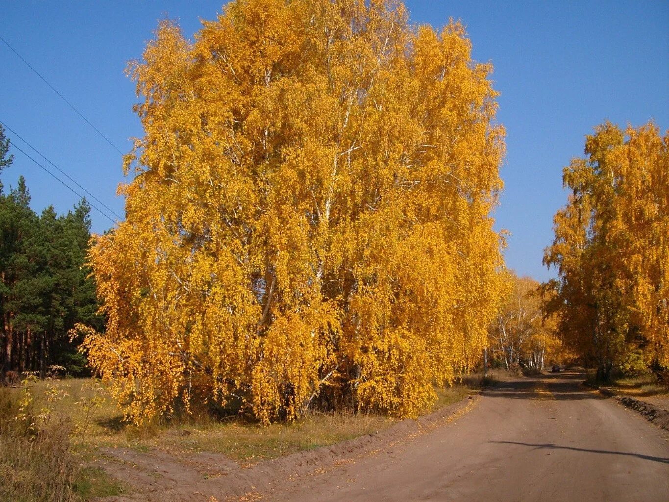 Желтые березки. Осенняя Березка. Береза желтая (Betula costata). Береза желтая Betula lutea. Береза желтая Уссурийский.