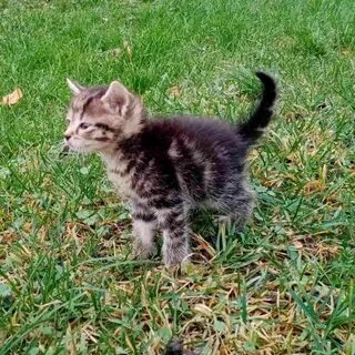 Котенок 5 месяцев
