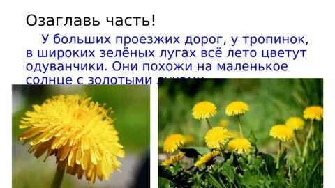 Жанры одуванчиков