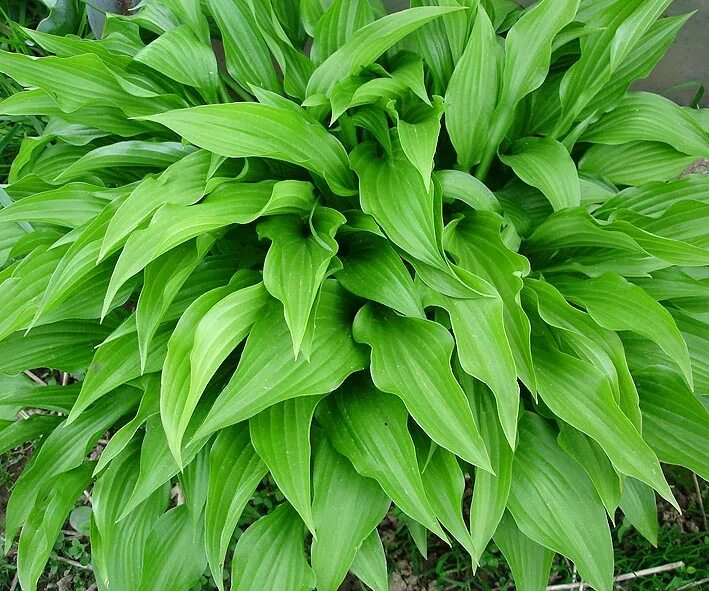 Хоста латынь. Хоста ланцифолия. хоста ланцетолистная. hosta lancifolia engl. - хоста ланцетолистная. хоста ланцетолистная (функия) - hosta lancifolia.