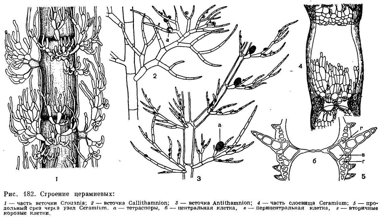 Красные водоросли клетки. Строение таллома красных водорослей. Строение слоевища красных водорослей. Тип таллома красных водорослей. Ceramium цистокарпий.