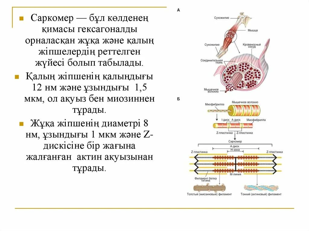 Белки саркомера. Строение саркомера. Саркомеры это в биологии. Саркомер деген не. Саркомера и миоцит.