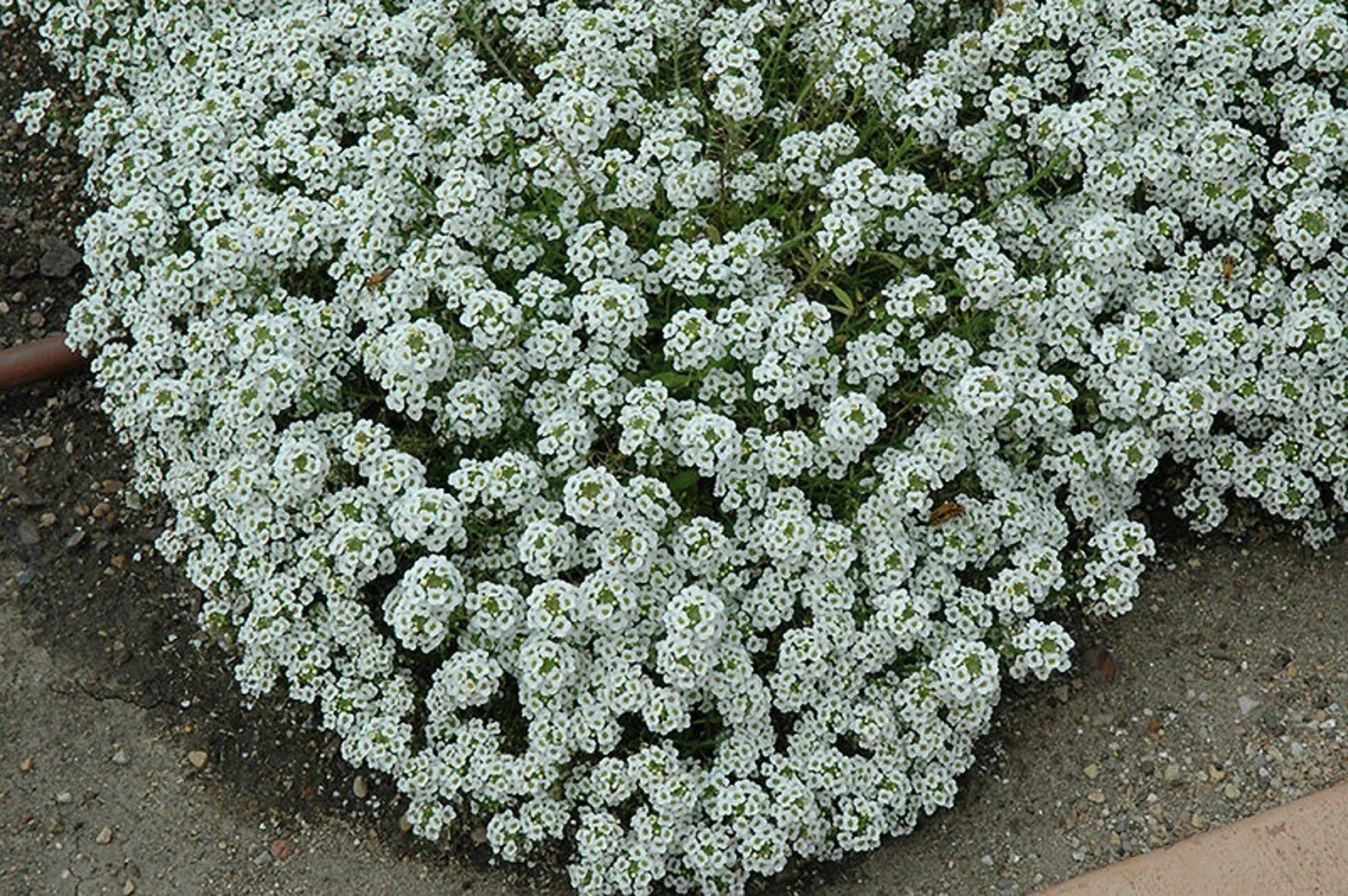 Алиссум. Алиссум лобулярия. Алиссум Клиа Кристалл. Алиссум Lobularia maritima. Название цветов мелкие белого цвета