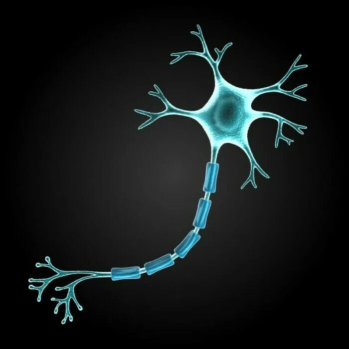 Нервная система Нейрон. Клетка нейрона. Нервная клетка Нейрон. Нервный Импульс в нейронах.