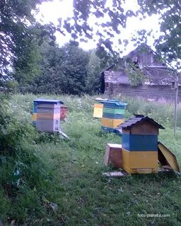 В деревне лимоновка открылась новая пасека