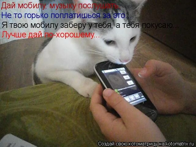 я кот в твоей мобиле. когда твой кот стильный с любого ракурса. симбочка пимпочка. я кот в твоей мобиле. я кот в твоей мобиле.