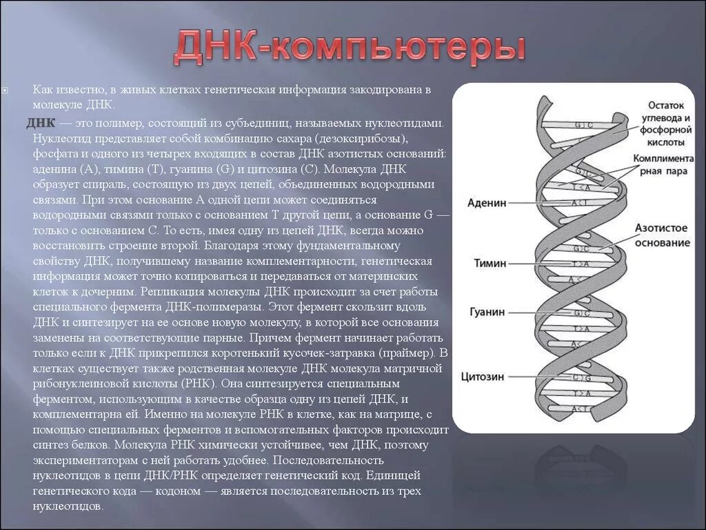 Расшифровка молекулы ДНК. Классификация ДНК. Молекулы оснований ДНК. Молекула ДНК представляет собой.