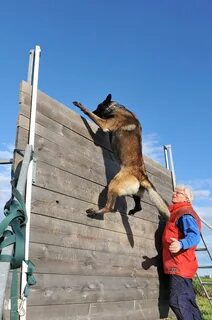 Belgian malinois climbing wall