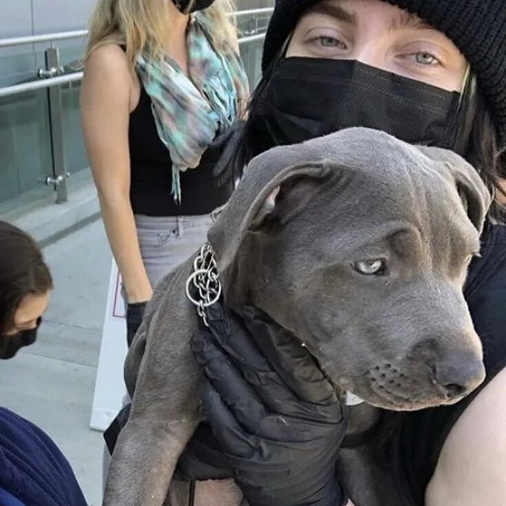 Билли и собака. Билли и собака. Билли и собака. Собака billie eilish. Собака билли айлиш.