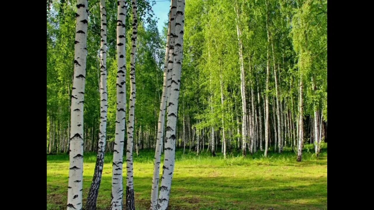 Три роща. Березовая роща абрамовская. Березовая роща челябинская область. У самарская березовая роща. Линдуловская роща интродукция.