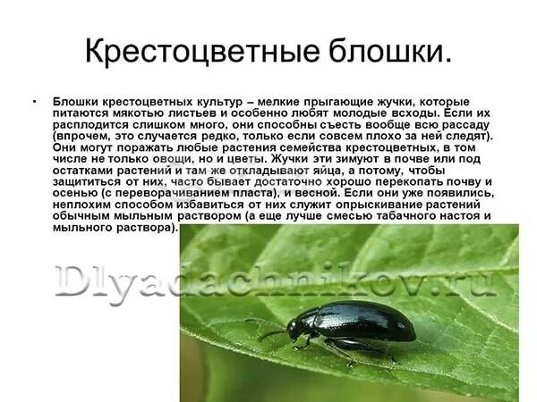 Крестоцветная блошка капустная. Чем обработать алиссум от крестоцветной блошки. Крестоцветная блошка на алиссуме. Южная крестоцветная блошка. Крестоцветная блошка на розах.
