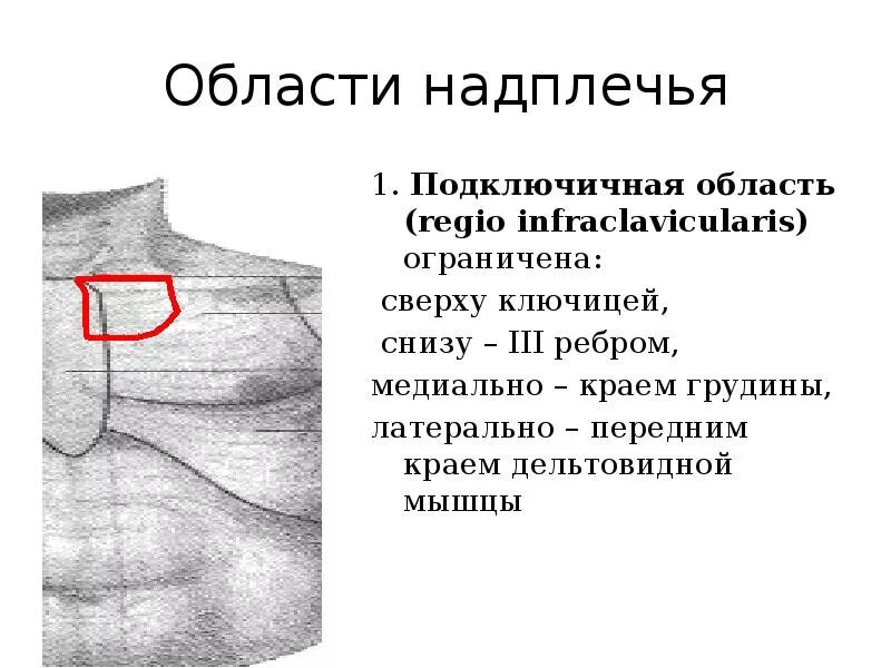 Надплечье. Надплечье топографическая анатомия области. Наружные ориентиры надплечья топографическая анатомия. Подключичная область анатомия область топографическая. Топографическая анатомия надплечья подключичная область.