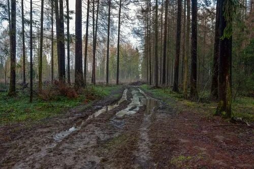 Грунтовая дорога в лесу. Стоковое фото № 6613952, фотограф Азат Хайрутдинов / Фо