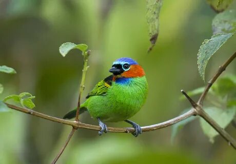 Forest birds