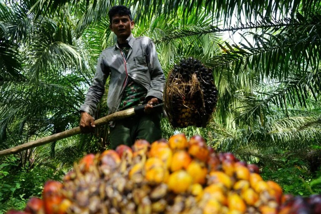 Индонезия крупнейший производитель. Пальмовые плантации в Индонезии. Пальмовое масло Индонезия. Плантации пальмового масла. Пальмовое масло сырье.