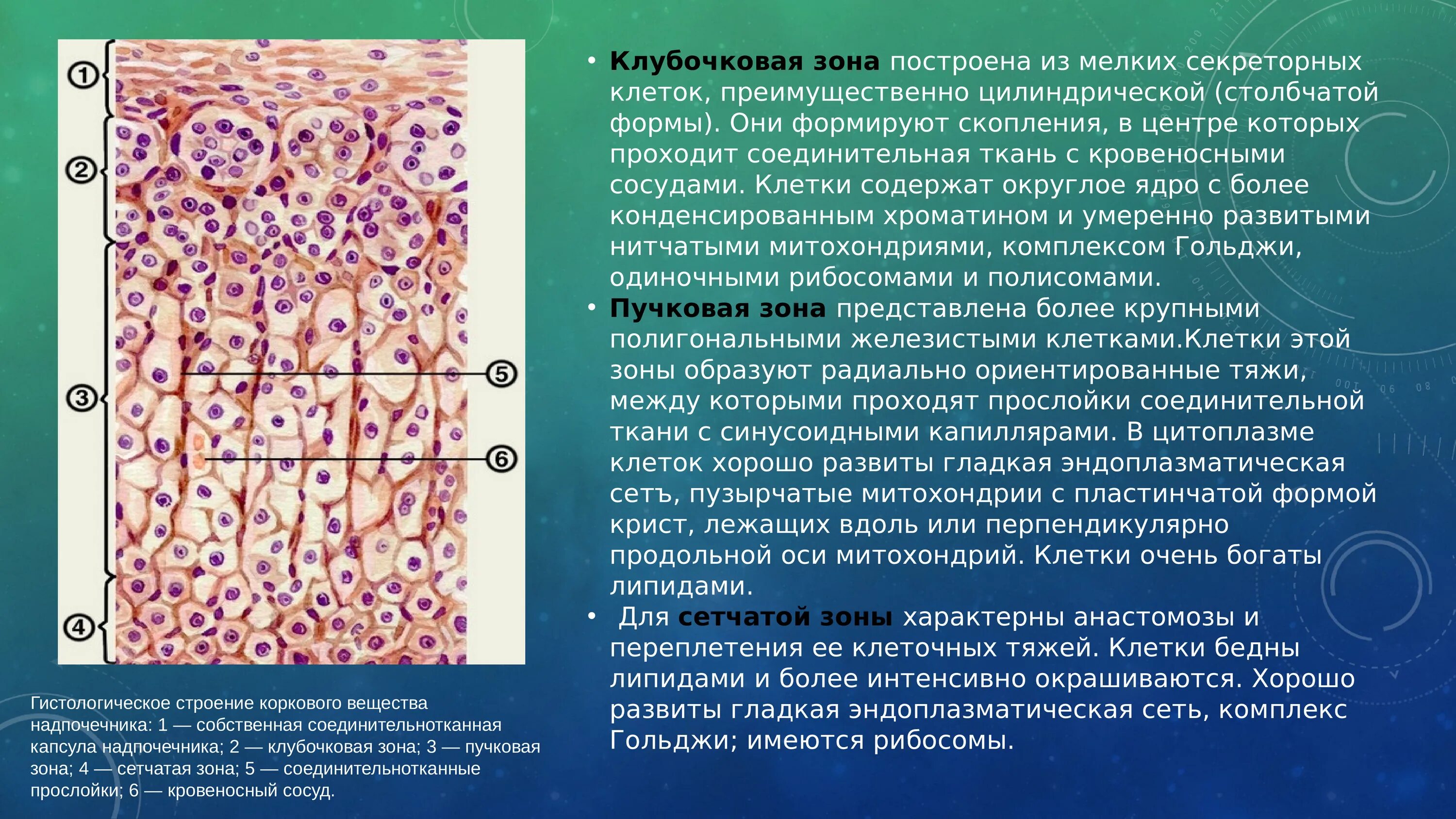 Клетки клубочковой зоны коры надпочечников. Клетки клубочковой зоны надпочечника. Клетки коркового вещества надпочечников. Зоны коркового вещества надпочечников.