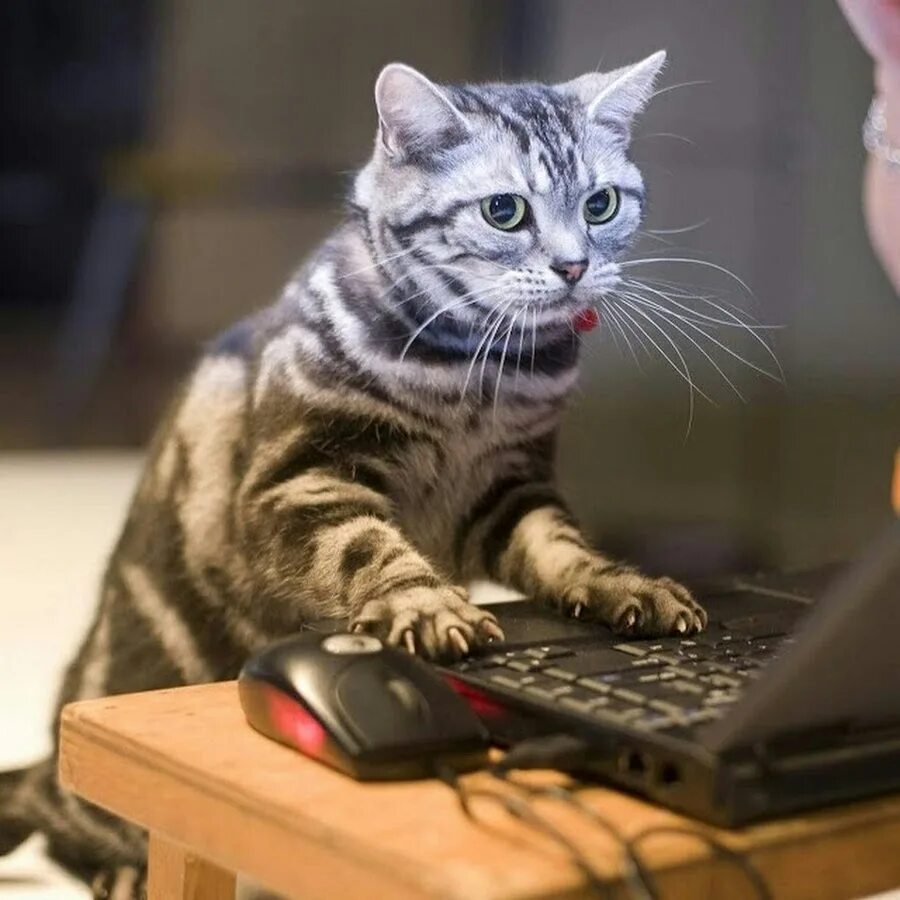 Кошка работает. Котик за компьютером. кошка и компьютер. кот с компом. котик геймер.