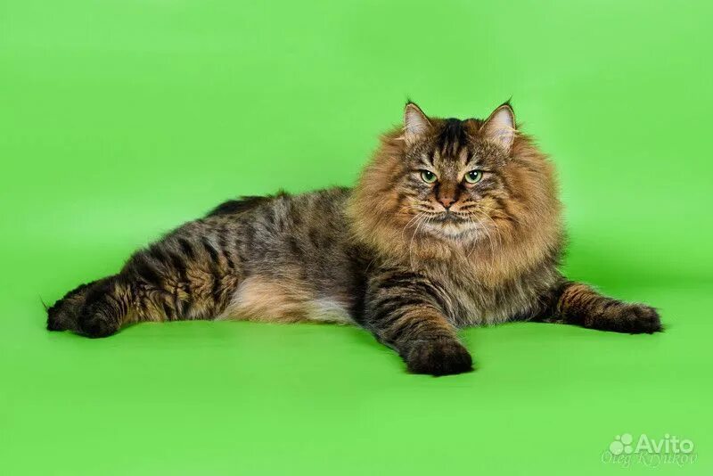 Котята курильского бобтейла питомник