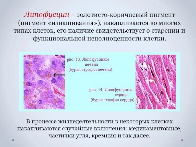 Какой клеточный пигмент обеспечивает данный. Пигмент липофусцин. липофусцин пигмент старения. липофусцин в нервных клетках.