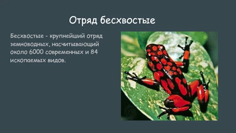 Бесхвостые отряд класса. Отряд бесхвостые земноводные. интересные факты о амфибиях. интересные факты о бесхвостых. интересные факты о бесхвостых земноводных.
