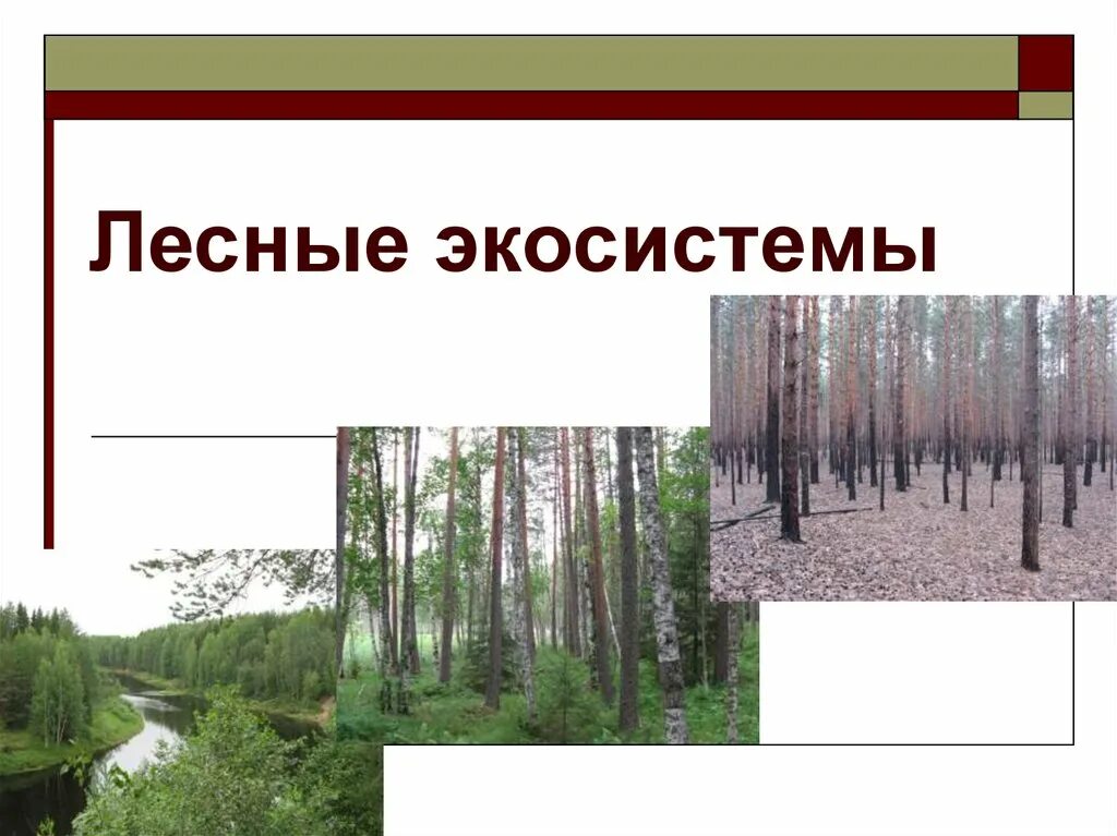 Лесная экосистема. Экосистема леса презентация. Экосистема лес для дошкольников. Экосистема леса презентация. Экосистема леса для дошкольников.