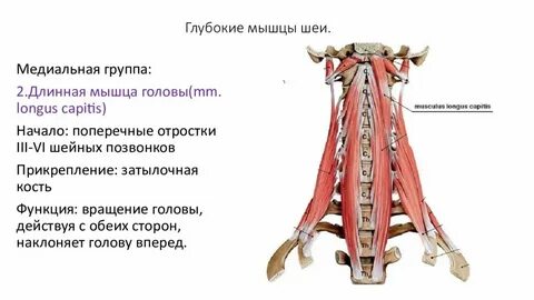 Передняя прямая