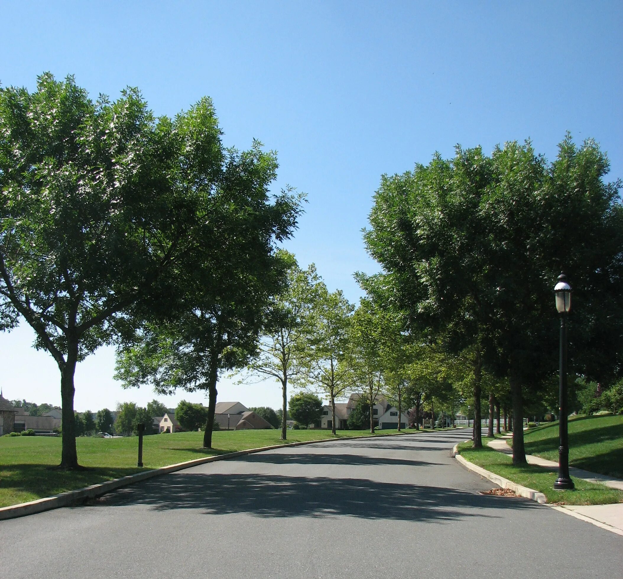 Street trees