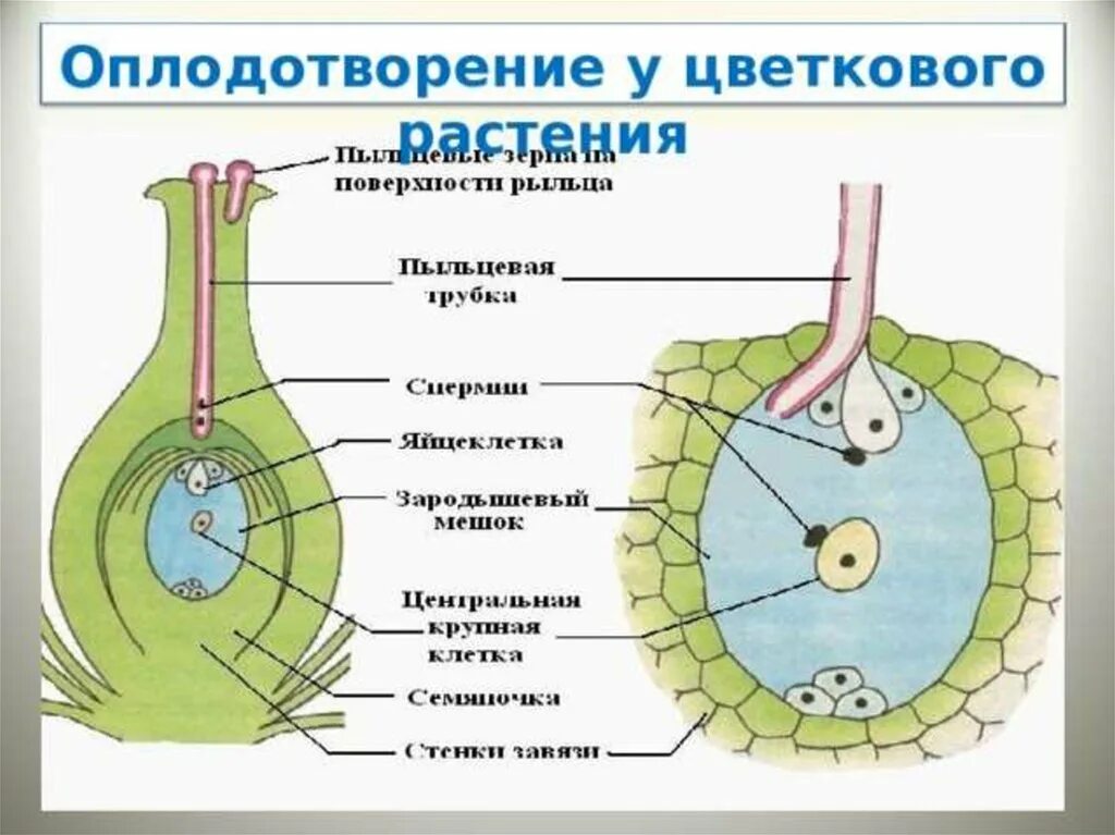 Описание двойного оплодотворения. Оплодотворение покрытосеменных растений схема. Двойное оплодотворение у цветковых растений схема 9 класс. Схема двойного оплодотворения цветкового растения. Схема оплодотворения у цветковых растений биология 6.