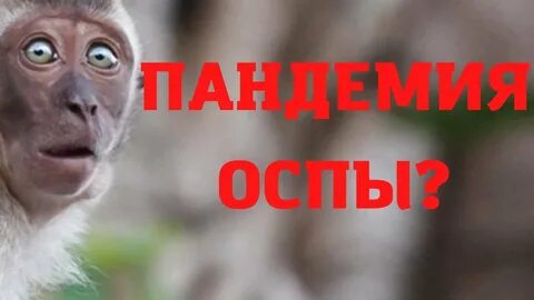 Профилактика и лечение оспы обезьян ответы