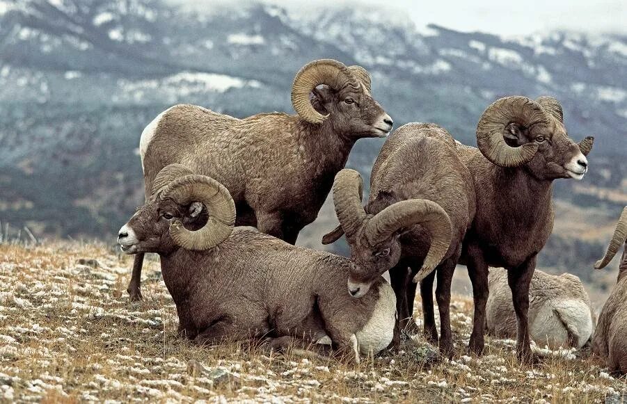 Снежный баран толсторог. Толсторогий баран (Ovis canadensis).. Путоранский толсторог. Чубуку горный баран в Якутии.