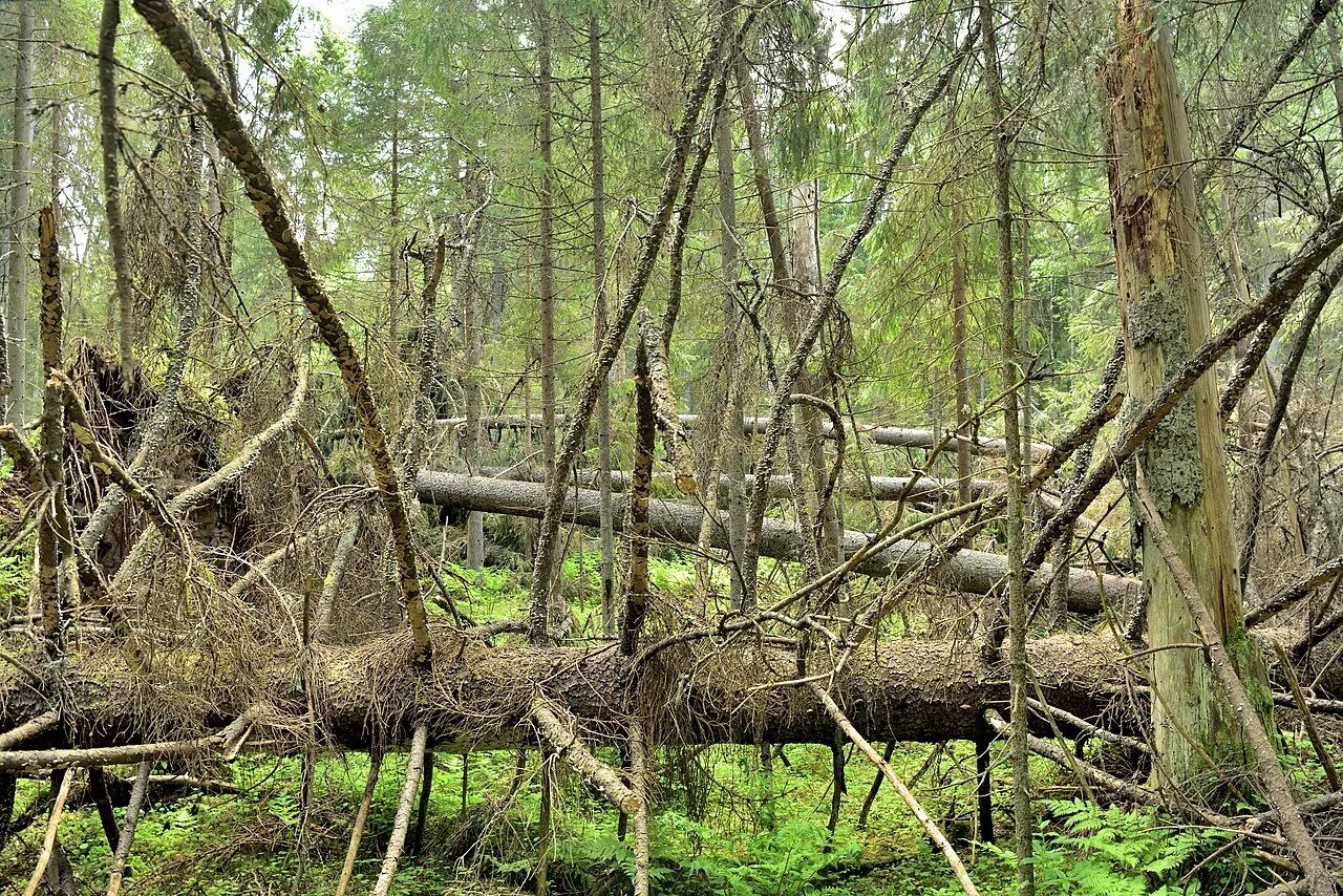 Бурелом 2025. Глухая тайга бурелом. бурелом в лесу. бурелом в городе.