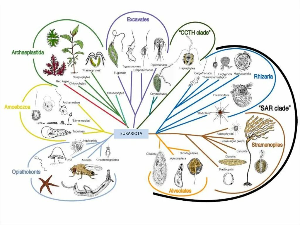 Современная систематика эукариот. Современная классификация эукариот. Филогенетическое дерево эукариот. Систематика живых организмов схема.