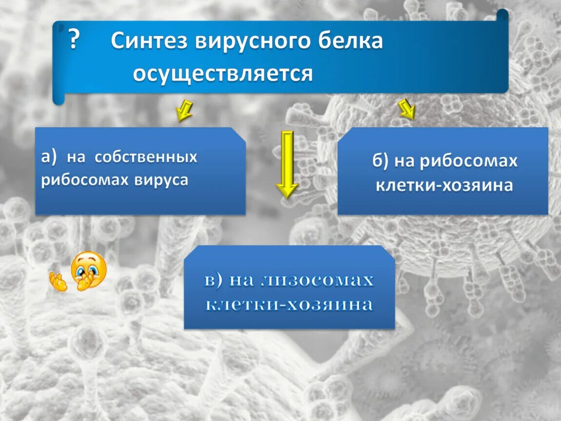 27 синтезы. Синтез вирусного белка осуществляется. Наука изучающая вирусы называется. Синтез вирусного белка осуществляется на рибосомах. Вирусы синтезируют белки.