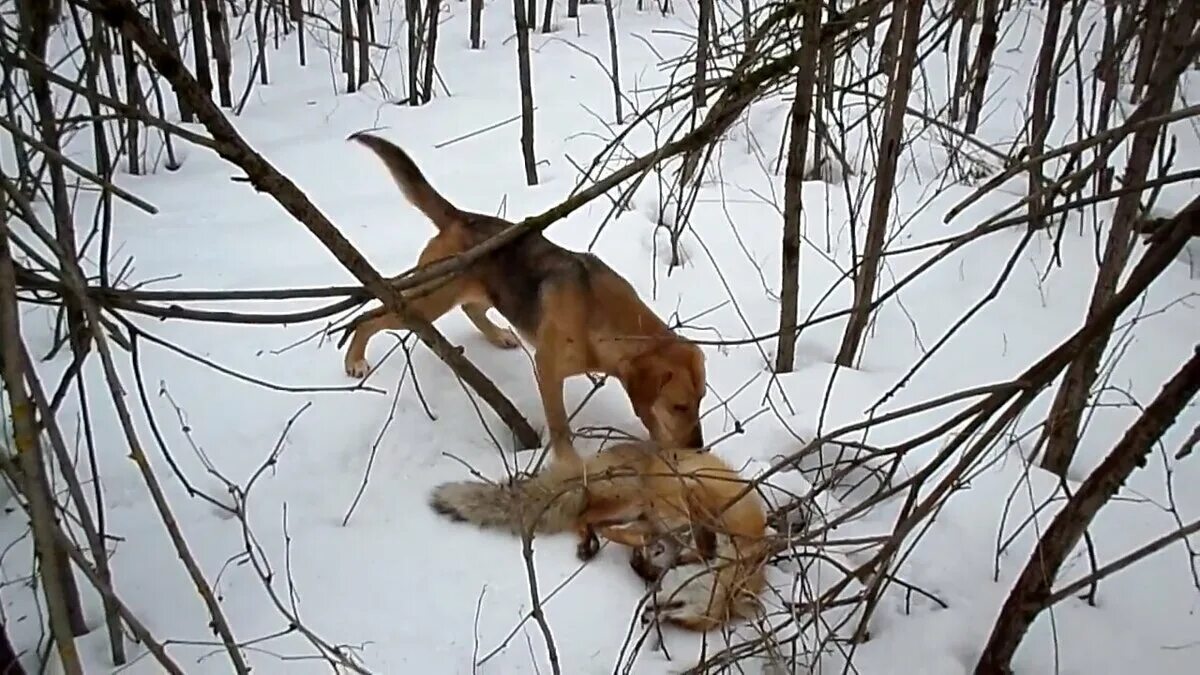 Видео охота лис. Русская гончая охота на зайца. Охота на лису с гончими по чернотропу. Охота на зайца и лису с гончими. Охота с русской пегой гончей на зайца.