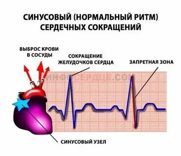 Где возникают импульсы вызывающие ритмические сокращения сердца