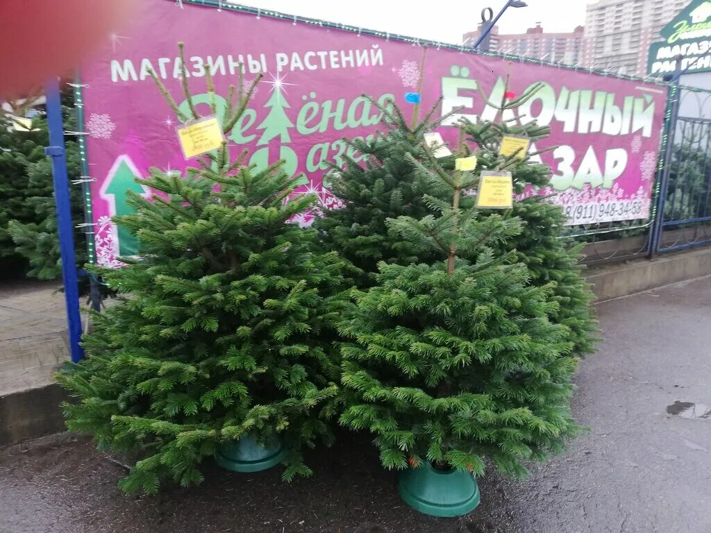 елочный базар владивосток. елочный базар парнас. ёлочные базары в сербии. елочный базар парнас. елочный базар парнас.