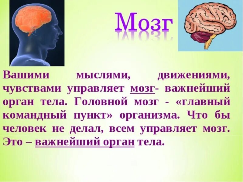 Доклад про органы человека. Сообщение о органе человека. Интересные факты о мозге. Презентация как работает наш организм 3 класс