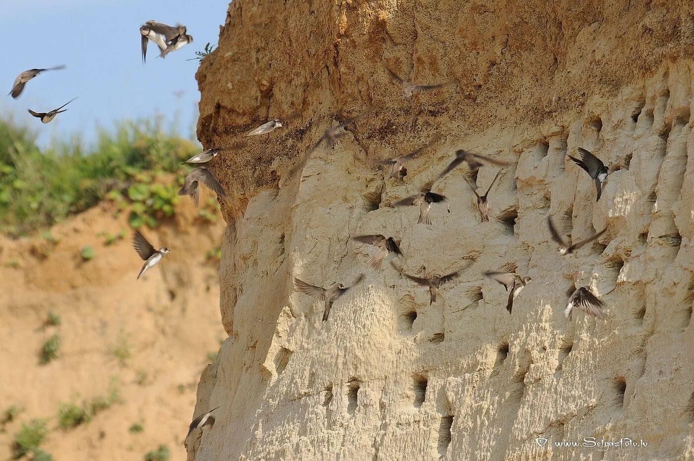 гнездо в обрыве. гнездо ласточки береговушки. гнездо ласточки береговушки. норы ласточек-береговушек. стрижи гнездятся.